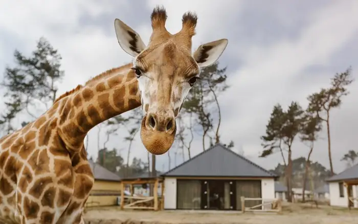 Safaripark Beekse Bergen