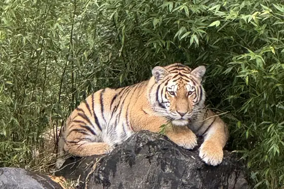 Safaripark Beekse Bergen