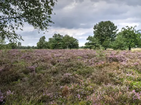 Cartierheide