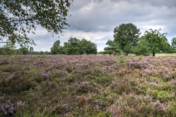 Cartierheide