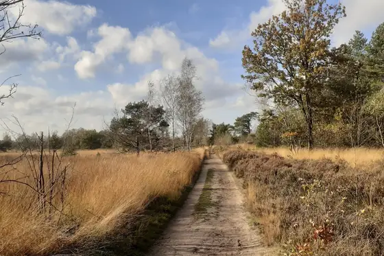 Cartierheide