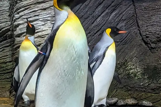 ZOO Antwerpen